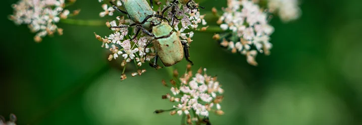 Drei Käfer auf weißen Blüten